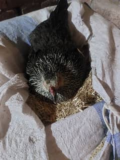 desi kurk hen for sale