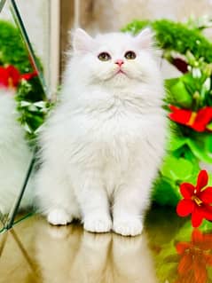 Persian cats | Punch Face cats | Triple Coated cats | Kittens and cats