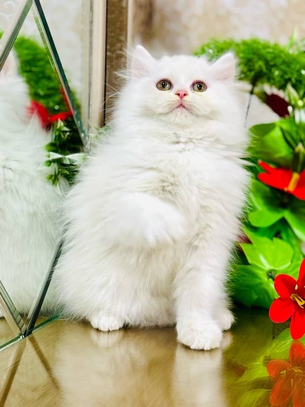 Persian cats | Punch Face cats | Triple Coated cats | Kittens and cats 1