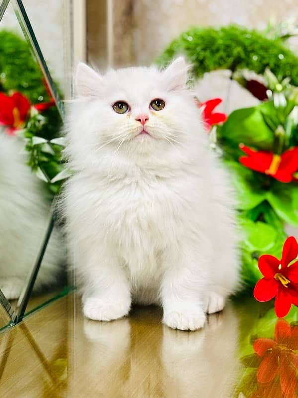 Persian cats | Punch Face cats | Triple Coated cats | Kittens and cats 2