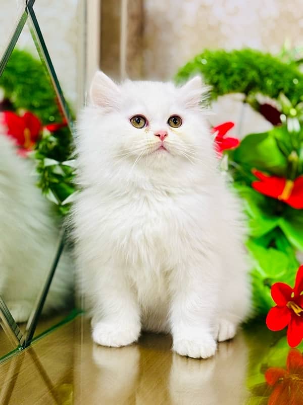 Persian cats | Punch Face cats | Triple Coated cats | Kittens and cats 3