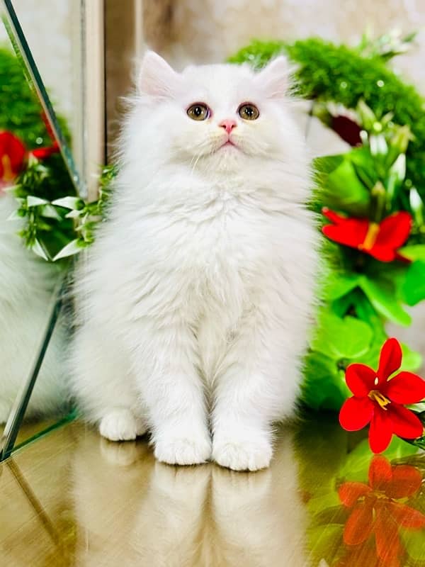 Persian cats | Punch Face cats | Triple Coated cats | Kittens and cats 4