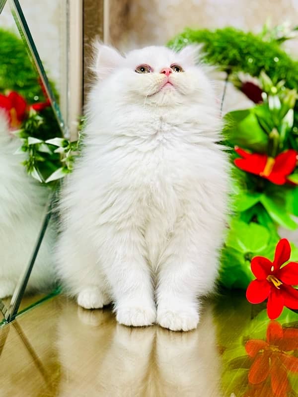 Persian cats | Punch Face cats | Triple Coated cats | Kittens and cats 5