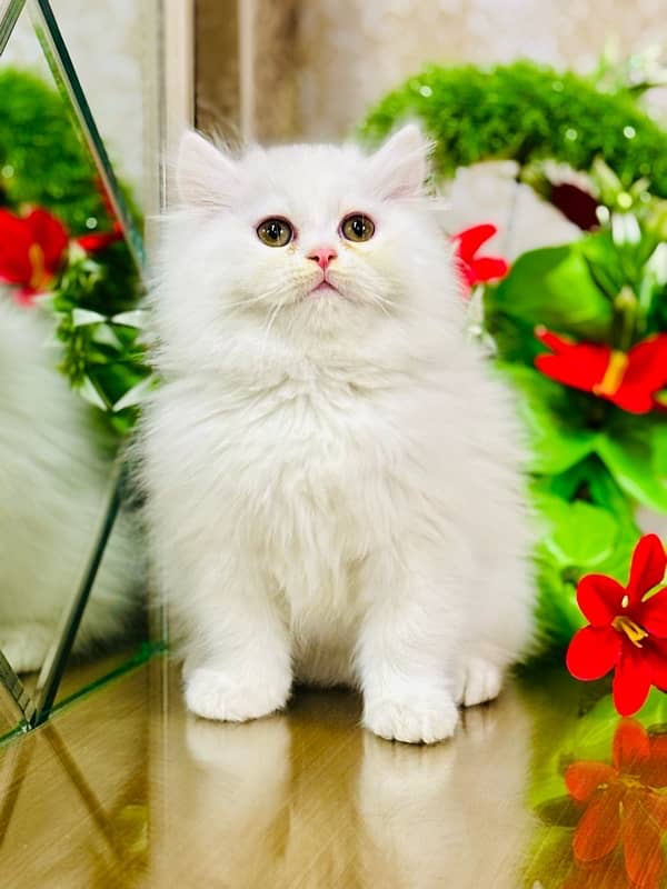 Persian cats | Punch Face cats | Triple Coated cats | Kittens and cats 6