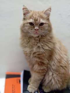 Persian Ginger Male Cat