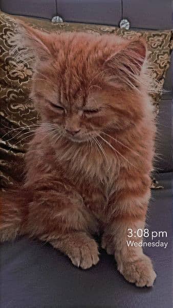 Persian Ginger Male Cat 2