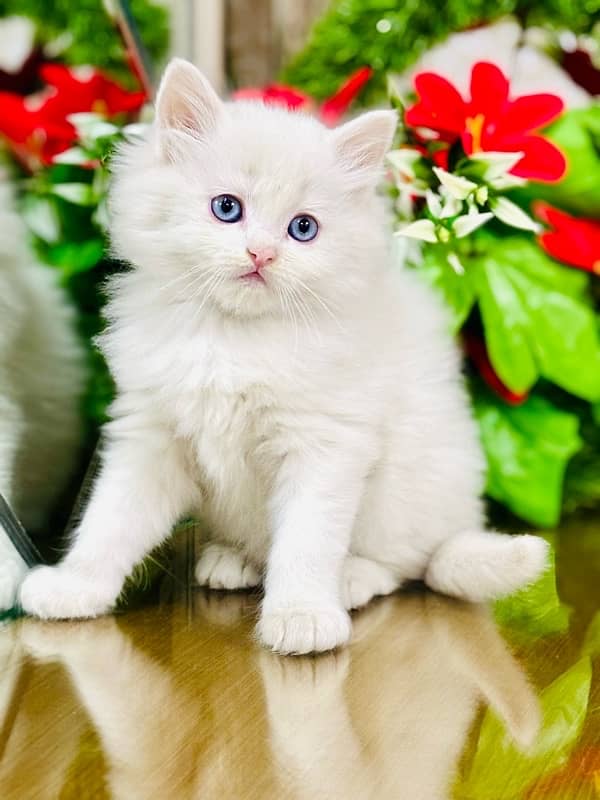 Persian cats | Punch Face cats | Triple Coated cats | Kittens and cats 1