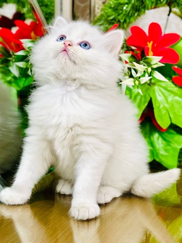 Persian cats | Punch Face cats | Triple Coated cats | Kittens and cats 2