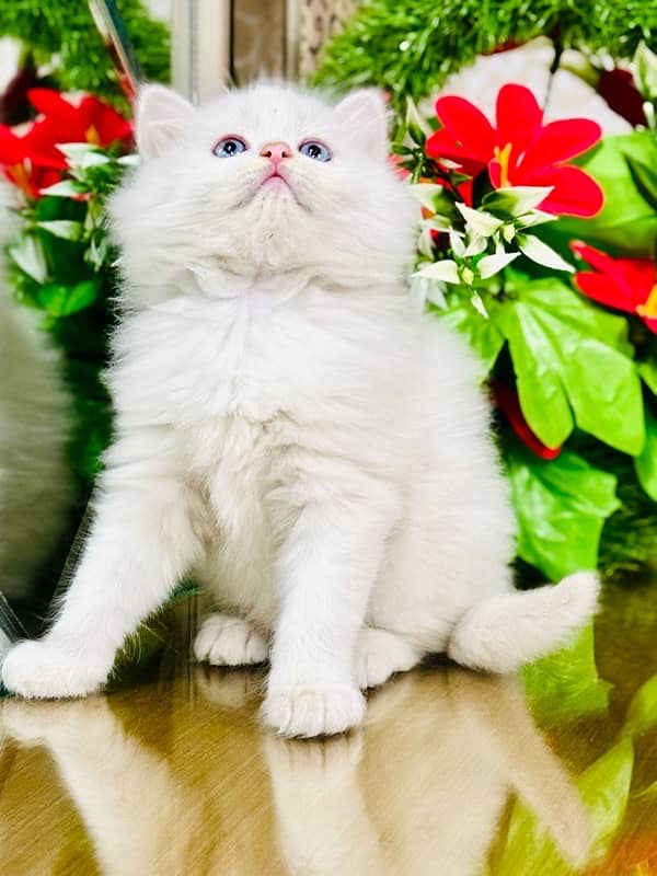 Persian cats | Punch Face cats | Triple Coated cats | Kittens and cats 6