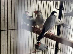 Zebra and Java finches