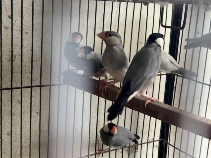 Zebra and Java finches 0