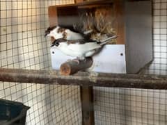 Zebra finches, Bengalese finches and Society finches