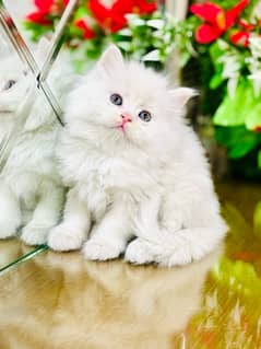 Persian cats | Punch Face cats | Triple Coated cats | Kittens and cats