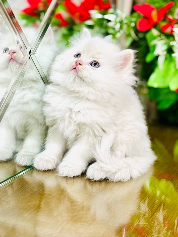 Persian cats | Punch Face cats | Triple Coated cats | Kittens and cats 1