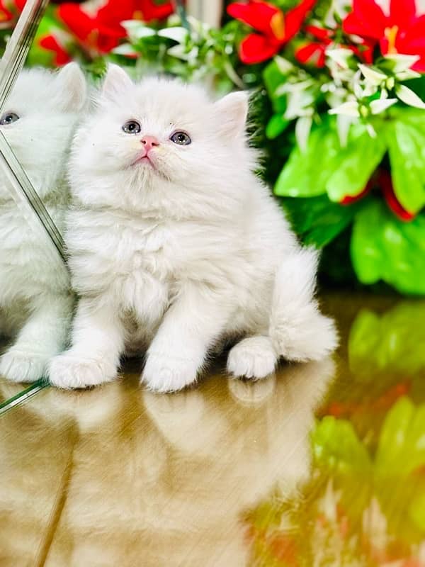 Persian cats | Punch Face cats | Triple Coated cats | Kittens and cats 4