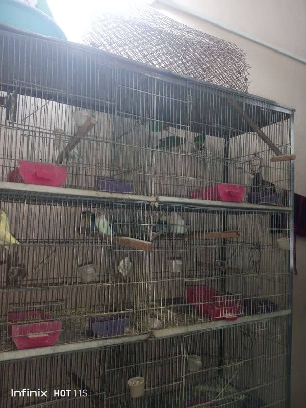 bird cage 1