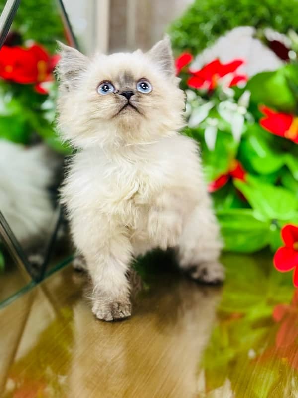 Persian cats | Punch Face cats | Triple Coated cats | Kittens and cats 0