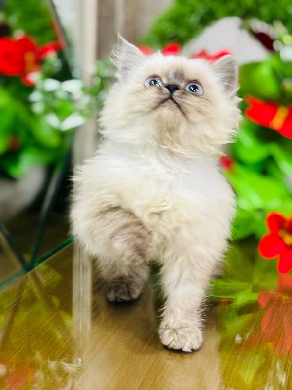 Persian cats | Punch Face cats | Triple Coated cats | Kittens and cats 1