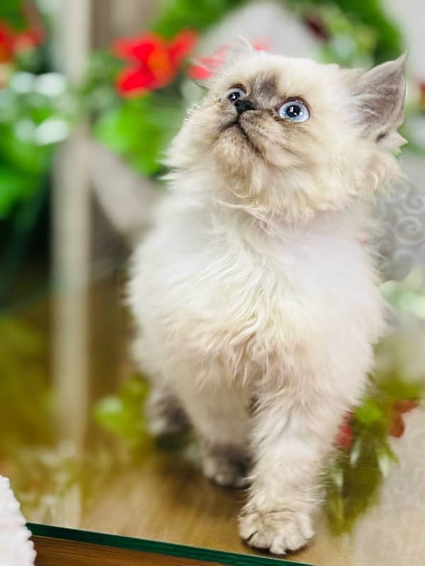 Persian cats | Punch Face cats | Triple Coated cats | Kittens and cats 2