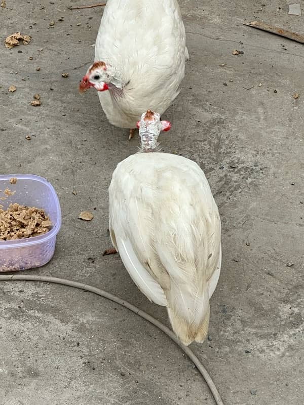 guninea fowl pair 3