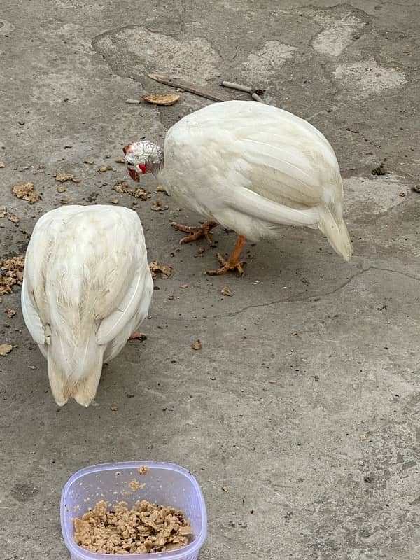 guninea fowl pair 4