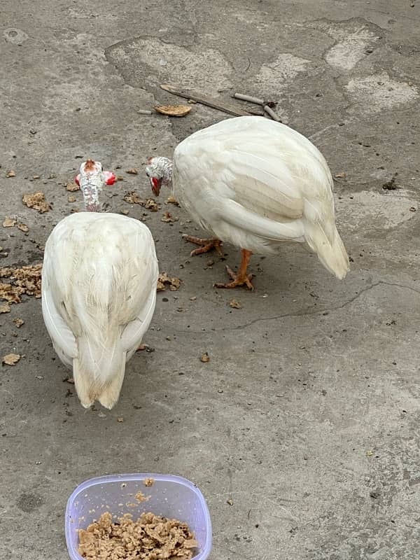 guninea fowl pair 5