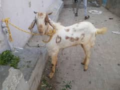 Bakra