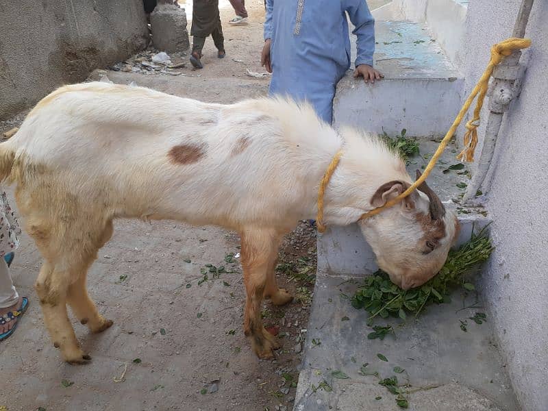 Bakra 1