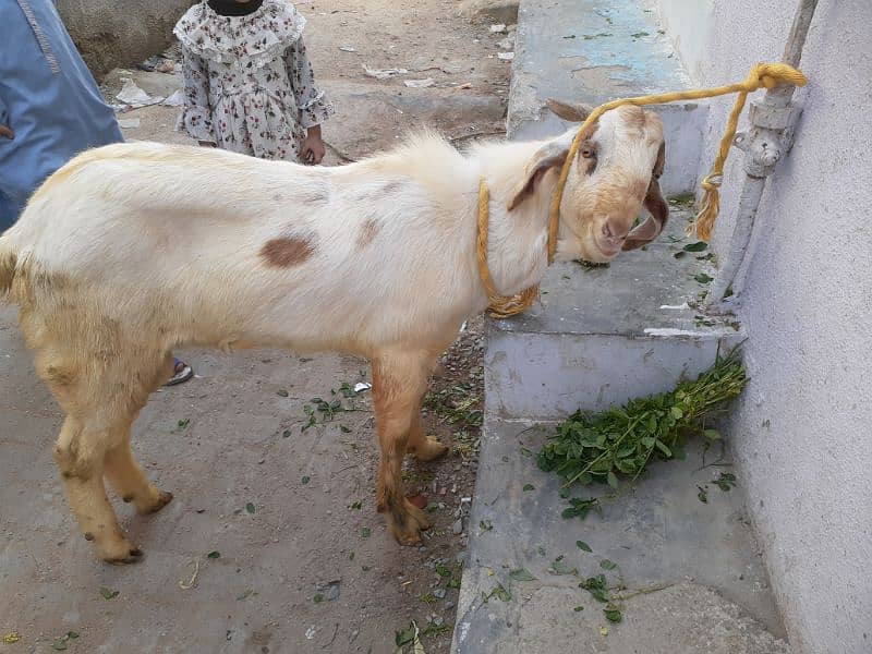 Bakra 2