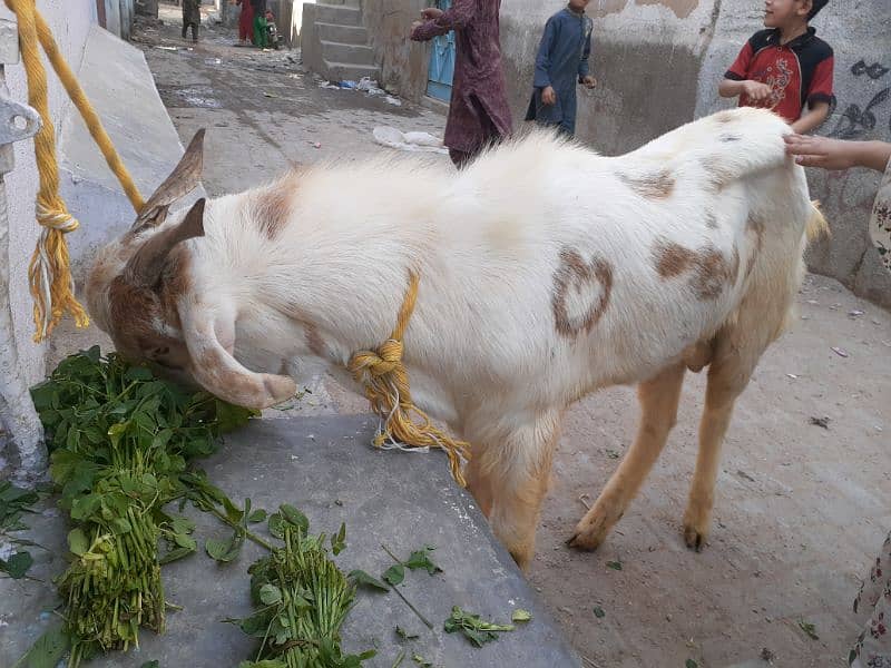 Bakra 3