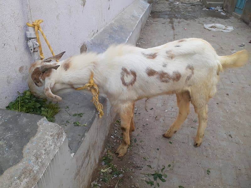 Bakra 4