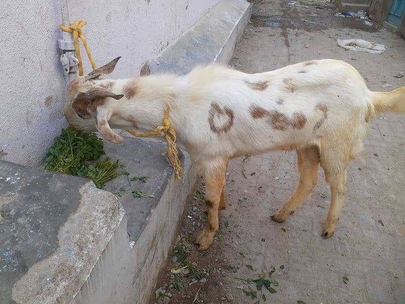 Bakra 5