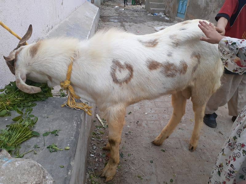 Bakra 6