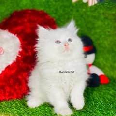 white Persian kitten| Triple long coat|punch Face|cat babies