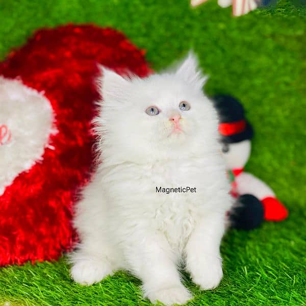 white Persian kitten| Triple long coat|punch Face|cat babies 0