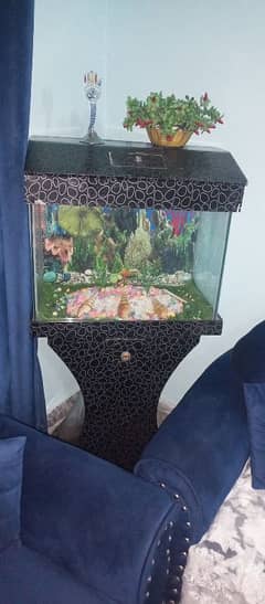 fish aquarium