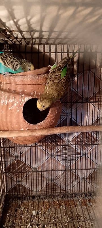 Australian breeder pair for sale 2 pair breeder All ok piece 0