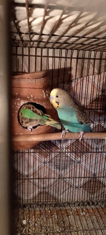 Australian breeder pair for sale 2 pair breeder All ok piece 1