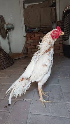 pure miawali white pila murga for sale