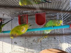 2 pairs and 2 budgies with Pinjra and matqi