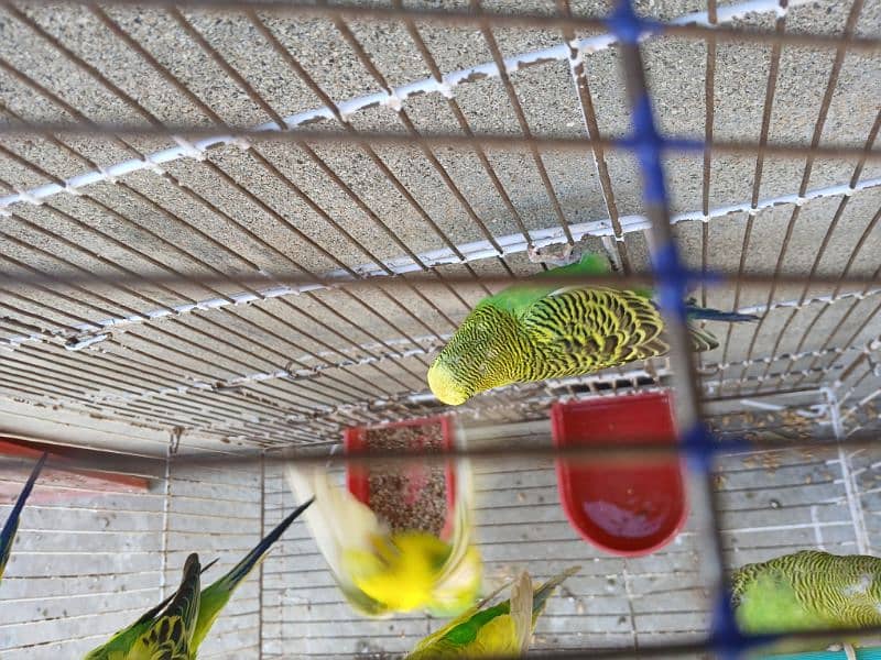 2 pairs and 2 budgies with Pinjra and matqi 1