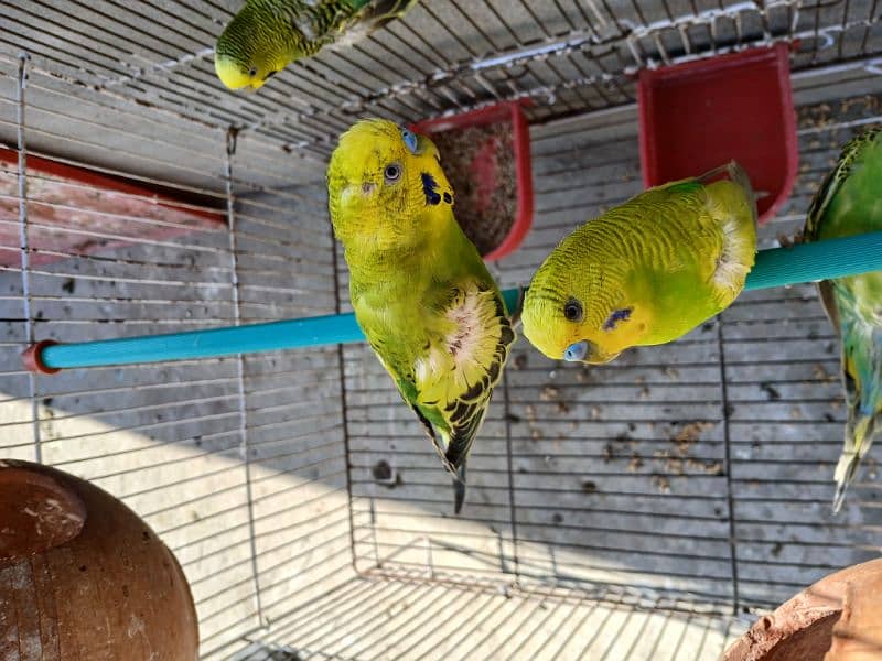 2 pairs and 2 budgies with Pinjra and matqi 2