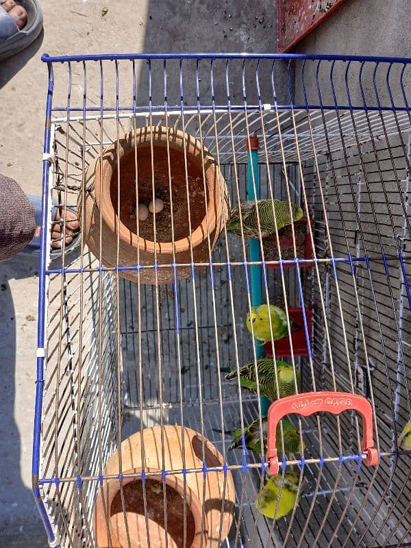 2 pairs and 2 budgies with Pinjra and matqi 4