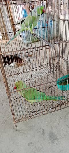 1year age" 2 parrots" male and female