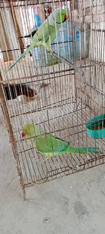 1year age" 2 parrots" male and female 0