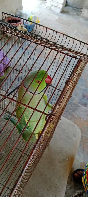 1year age" 2 parrots" male and female 3