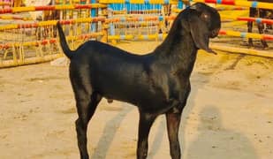 Premium Black Desi Goat for Sale – 2 Teeth CALL me _03207353182