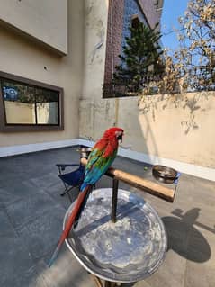 Green Wing Macaw,Triton Chic & Breeder Female, Blue F Amazon, Red Lory