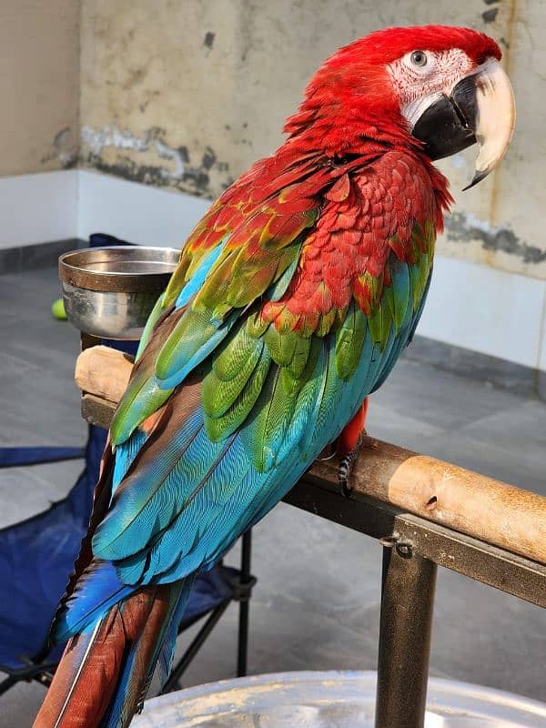 Green Wing Macaw,Triton Chic & Breeder Female, Blue F Amazon, Red Lory 1