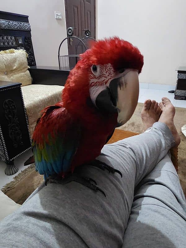 Green Wing Macaw,Triton Chic & Breeder Female, Blue F Amazon, Red Lory 2